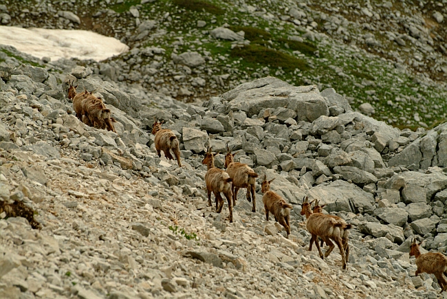 Camoscio d''Abruzzo Rupicapra pyrenaica ornata